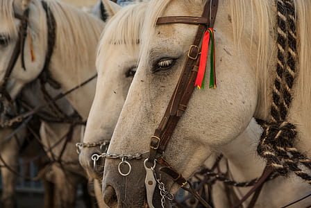 shallow focus photo of white horse thumbnail