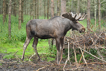 gray and brown moose standing on brown tree branches thumbnail