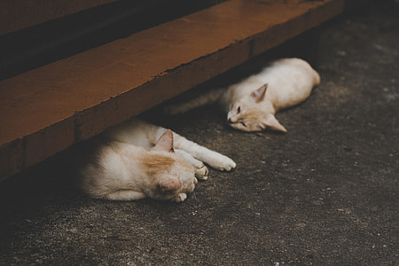 two short-coated white cats laying on gray asphalt floor thumbnail