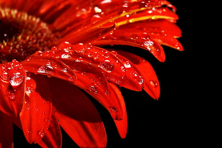 photo of red rose thumbnail