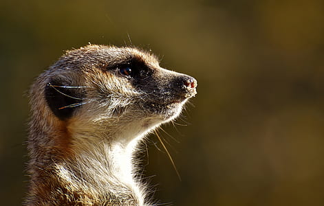 brown meercat selective focus photography thumbnail
