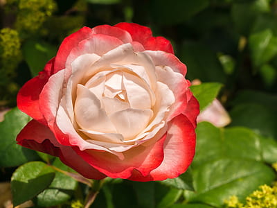 shallow focus photography of red flower with green leaves thumbnail