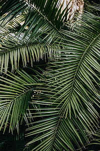 Tropical palm leaves, floral pattern background thumbnail