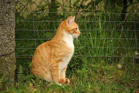 orange tabby cat beside gray steel fence during daytime thumbnail