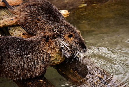 two brown Beavers on tree trunk near body of water during daytime thumbnail