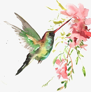 Watercolor bird, digital painting of hummingbird PNG clipart
