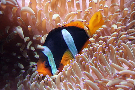 black and orange clown fish thumbnail