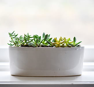 flowers, flowerpot, plants, flower pot thumbnail