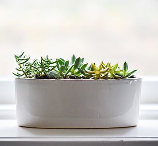 green succulent plant on white ceramic pot thumbnail
