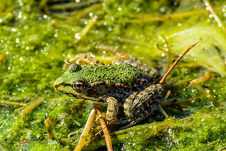 green and brown frog on green mossy surface thumbnail