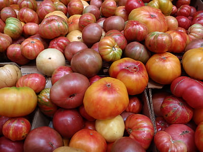 Bunch of multi-colored hierloom Tomatos of all sizes thumbnail