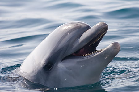 gray dolphin on water thumbnail