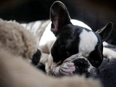 dog lying down on carpet thumbnail
