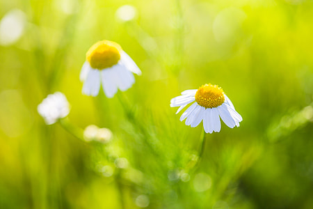 Wonderful Daisy with Bright Background thumbnail