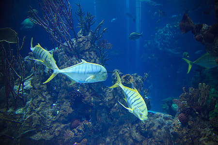 two silver fish underwater thumbnail