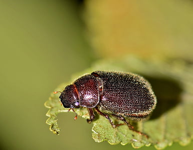 brown beetle perching on green leaf in selective-focus photography thumbnail