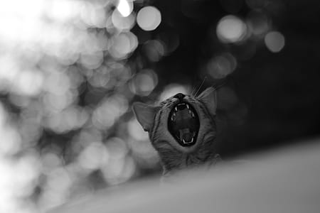 grayscale photo of yawning cat thumbnail