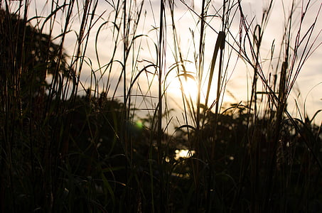silhouette photo of grass thumbnail
