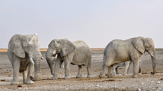 three gray elephants on ground thumbnail