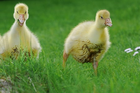 two muddy yellow ducklings on green grass thumbnail