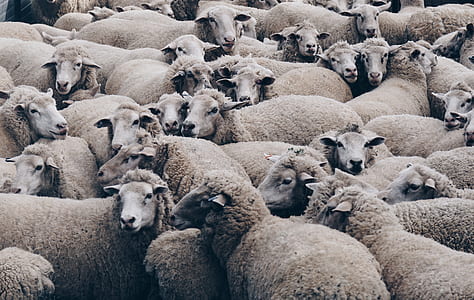 landscape photography of sheeps thumbnail