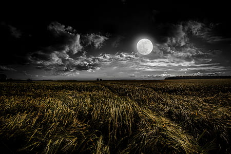 green grass under full moon thumbnail