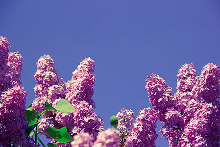 purple flowering tree thumbnail