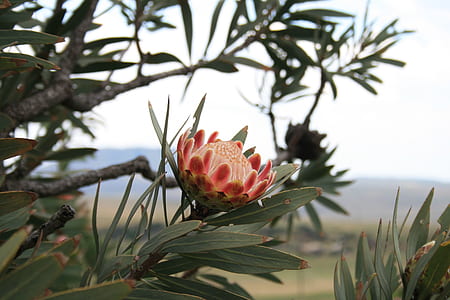 shallow photography of flowers thumbnail