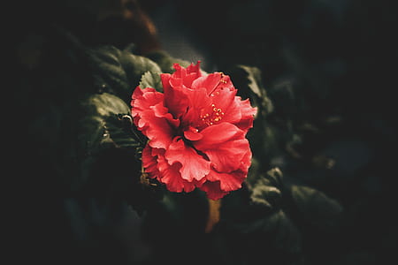 Red Petaled Flower thumbnail