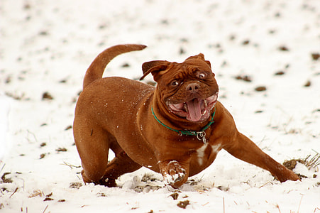 tan American bully standing on snowfield at daytime thumbnail
