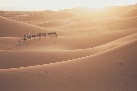 people and camels crossing desert during daytime thumbnail