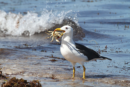 white and black seagull with crab closeup photo thumbnail