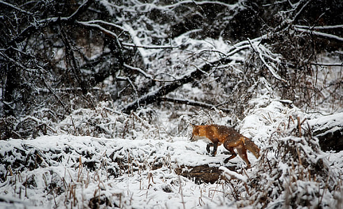 fox roaming walking on a snow covered trees during daytime thumbnail