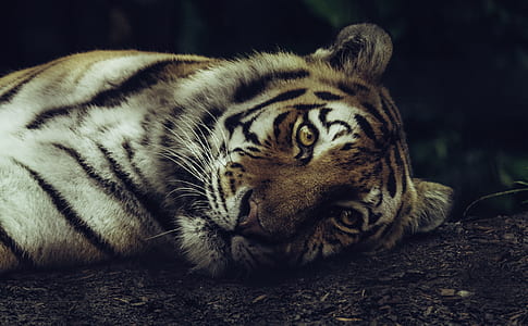 tiger lying on soil thumbnail