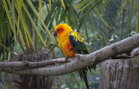 yellow and green bird perching on branch thumbnail