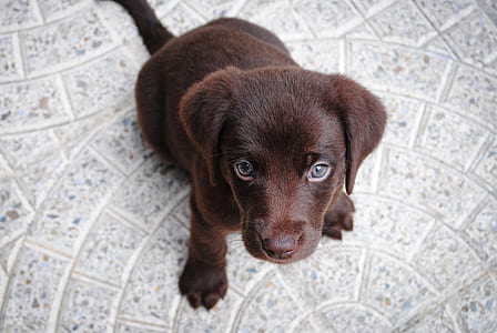 photo of short coat brown puppy thumbnail