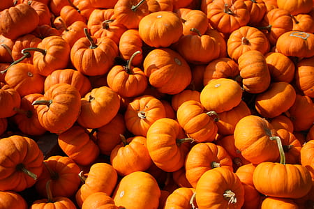 Photo of Pumpkins thumbnail