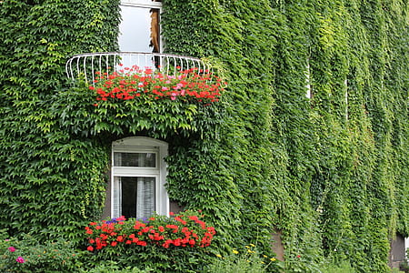 gray grass leafed plant and window frame thumbnail