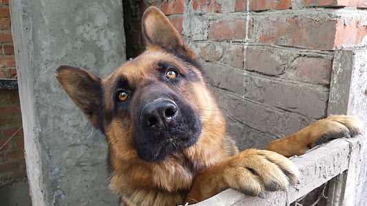 adult black and tan German shepherd leaning on fence beside brick wall at daytime thumbnail