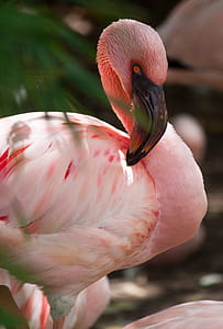 Selective Focus Photography of Pink Flamingo thumbnail