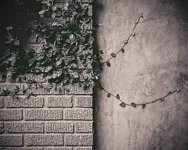 green vine plants on gray wall thumbnail