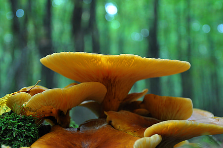 macro photography of mushroom thumbnail