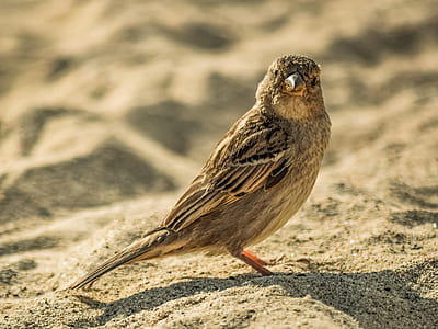 selective focus photography brown bird standing on sand thumbnail