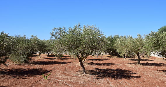 photo of green leaf trees thumbnail