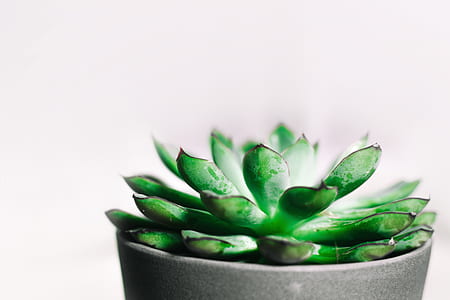 green succulent plant in pot thumbnail