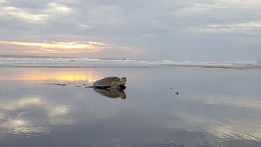 photo of turtle on shore thumbnail