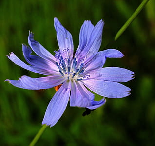 purple petaled flower selective-focus photo thumbnail