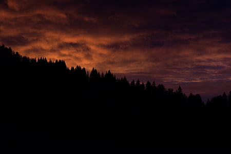 silhouette of trees thumbnail