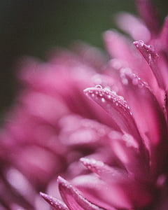 macro photography of pink chrysanthemum flower with water droplets thumbnail