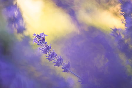 macro shot photography of purple flower thumbnail